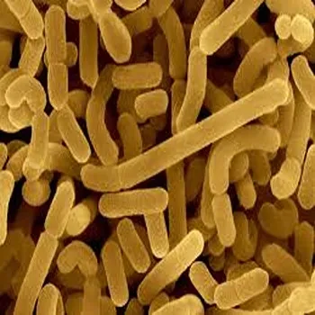 Lactobacillus Acidophilus