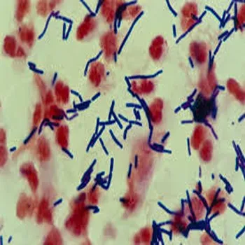 Lactobacillus Acidophilus