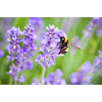 Fresh Lavender Flowers Exporter