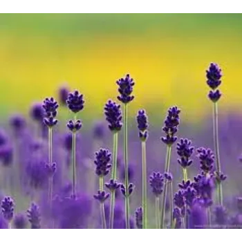 Fresh Lavender Flowers