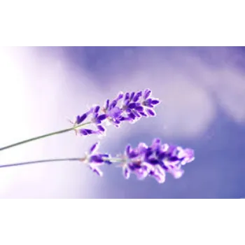 Fresh Lavender Flowers Manufacturer