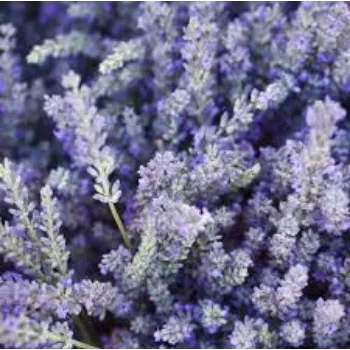 Fresh Lavender Flower Manufacturer