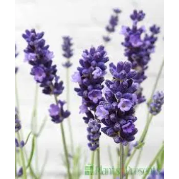 Natural Lavender Flower