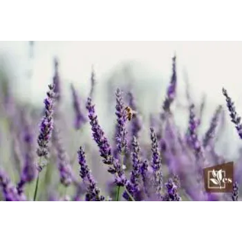 Lavender Flower