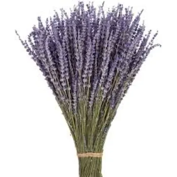 Common Lavender Flower