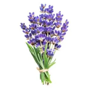 Lavender Flower