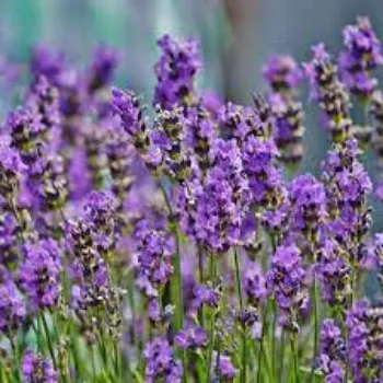 Natural Lavender Flowers