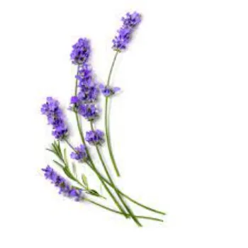 Organic Lavender Flowers