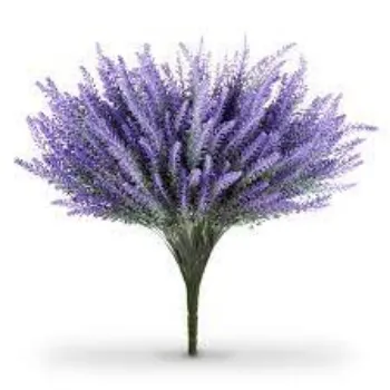 Fresh Lavender Flowers