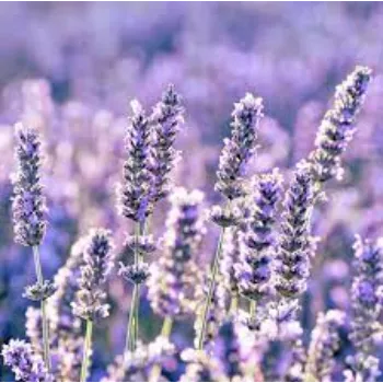 Organic Lavender Flowers