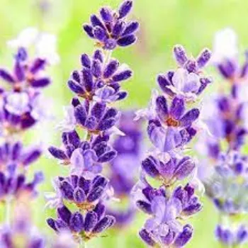 Common Lavender Flowers
