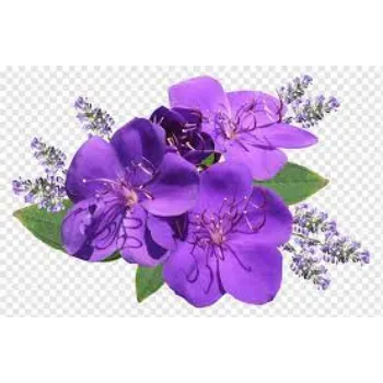 Fresh Lavender  Flowers