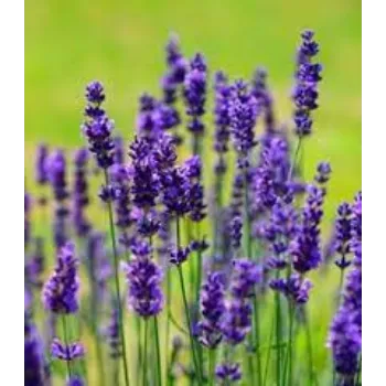 Natural Lavender Flowers