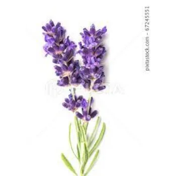 Organic Lavender Flowers