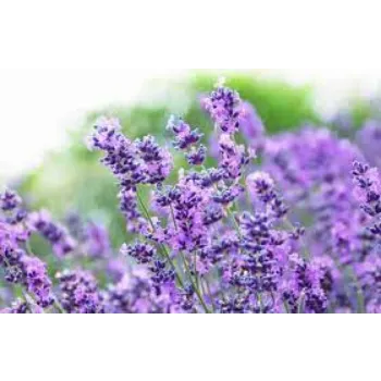 Fresh Lavender Flowers
