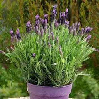Organic Lavender Flowers