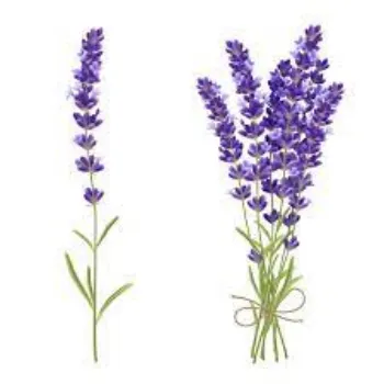 Common Lavender Flowers