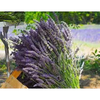 Natural Lavender Flowers