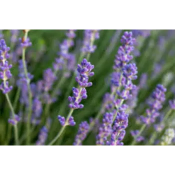 Fresh Lavender Flowers Manufacturer