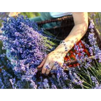 Fresh Lavender Flower