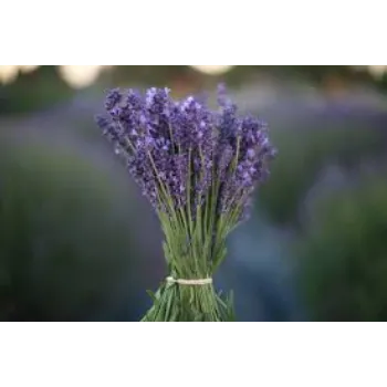 Fresh Lavender Flower Manufacturer