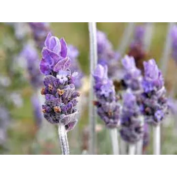 Organic Lavender Flowers