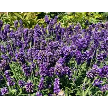 Fresh Lavender Flowers Manufacturer