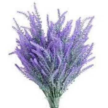 Fresh Lavender Flowers