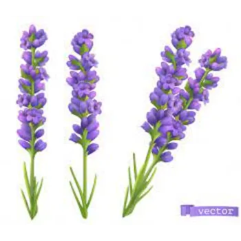 Organic Lavender Flowers