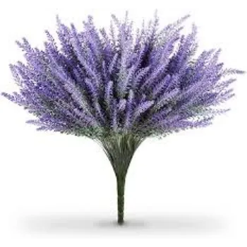 Common Lavender Flowers