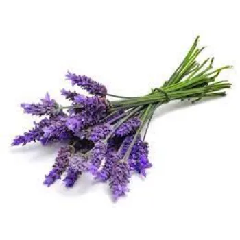 Fresh Lavender Flower Manufacturer