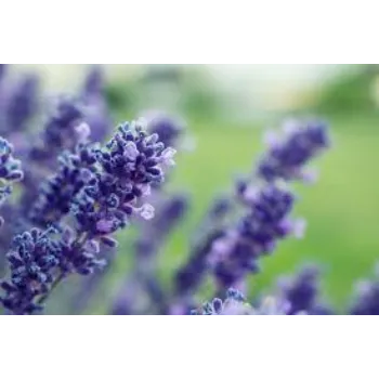 Fresh Lavender Flower Manufacturer