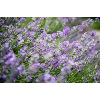 Natural Lavender Flower Manufacturer