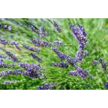Organic Lavender Flowers Manufacturer