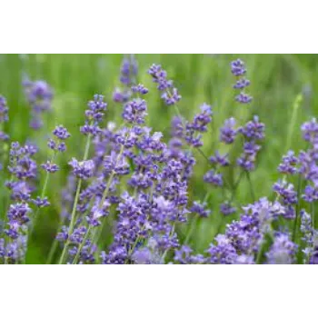 Fresh Lavender Flowers Exporter