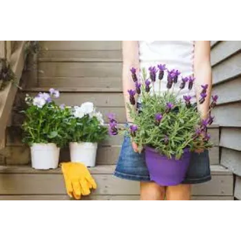 Natural Lavender Flowers Exporter