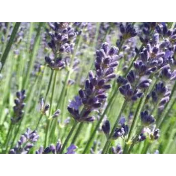 Fresh Lavender Flower Manufacturer