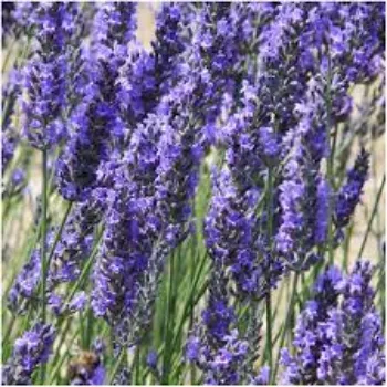 Fresh Lavender Flower