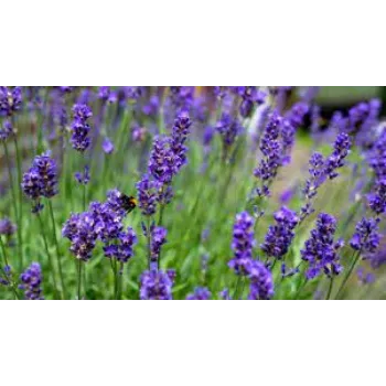 Natural Lavender Flowers