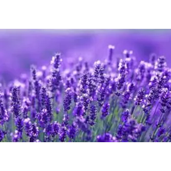 Fresh Lavender Flower