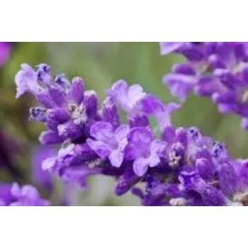 Common Lavender Flower Exporter
