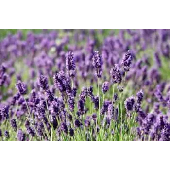 Organic Lavender Flowers Wholesale