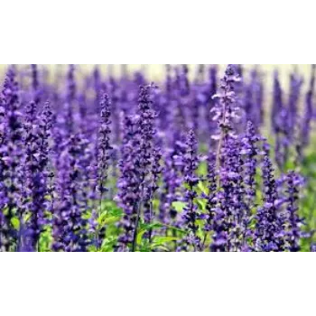 Natural Lavender Flower Manufacturer