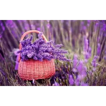 Natural Lavender Flowers Manufacturer