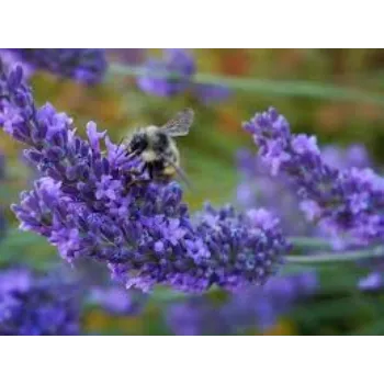 Organic Lavender Flowers Manufacturer