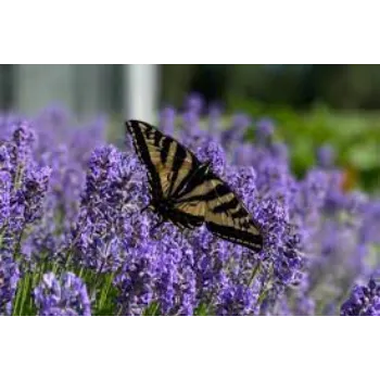 Fresh Lavender Flower Manufacturer