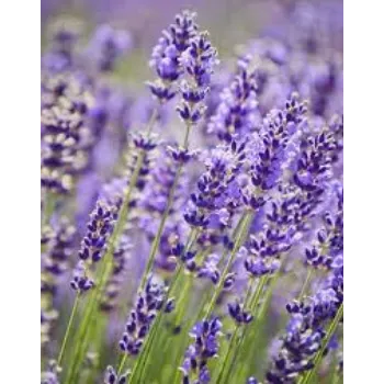 Natural Lavender Flowers Manufacturer