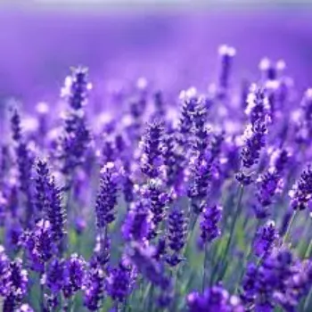 Natural Lavender Flowers Manufacturer