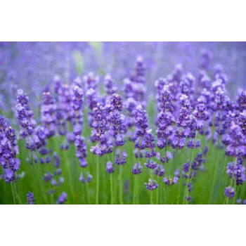 Natural Lavender Flowers Manufacturer