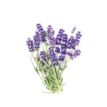 Fresh Lavender Flower Manufacturer